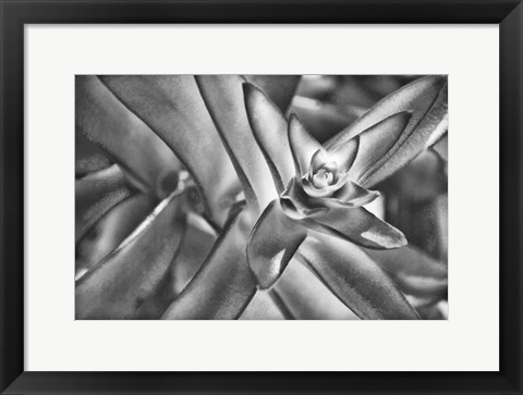 Framed Sensual Succulant I Print