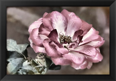 Framed Rosy Disposition I Print