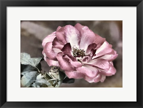 Framed Rosy Disposition I Print