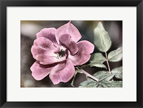 Framed Rosy Disposition II Print