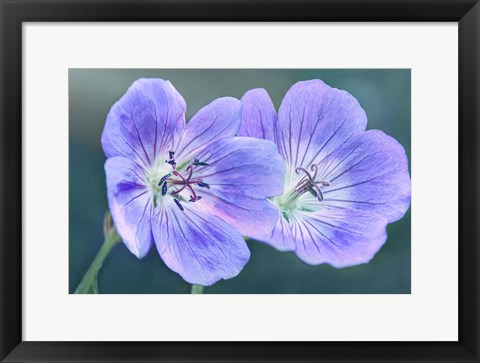 Framed Sunny Blooms A Print