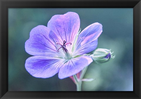 Framed Sunny Blossom B Print