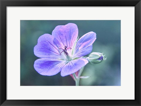 Framed Sunny Blossom B Print