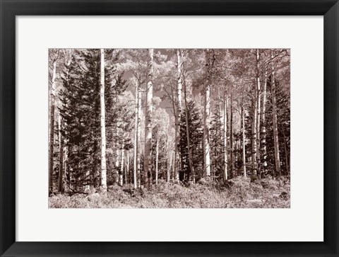 Framed Autumn Brilliance Print