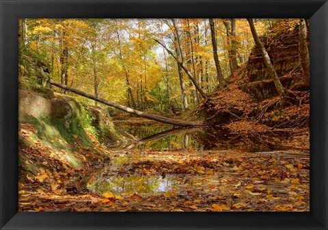 Framed Fallen Tree Print