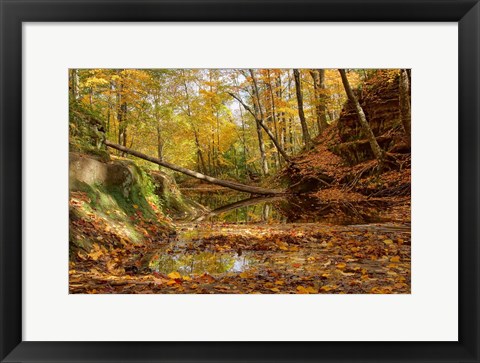 Framed Fallen Tree Print