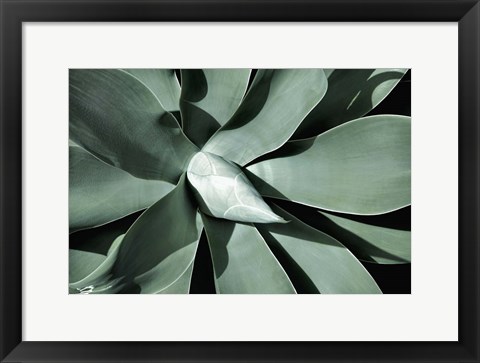 Framed New Growth A Print