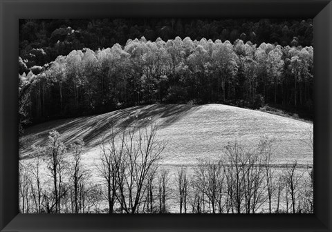 Framed NC Trees 1 Print