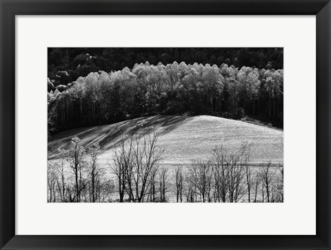 Framed NC Trees 1 Print