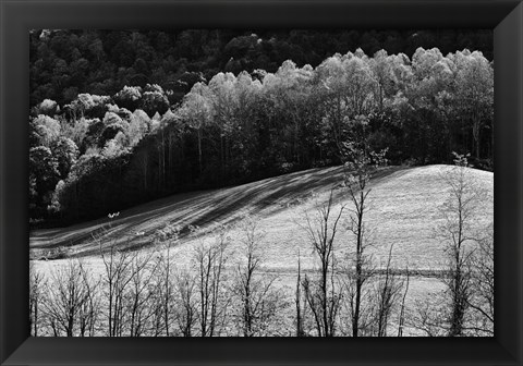 Framed NC Trees 2 Print