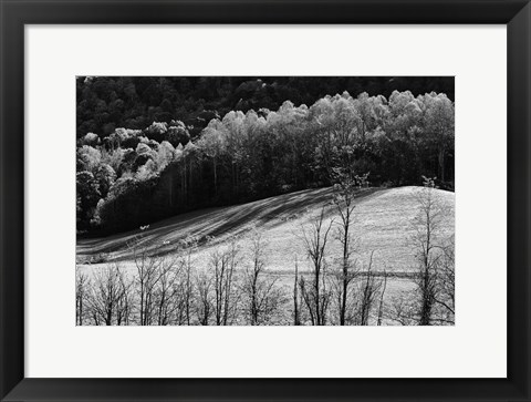 Framed NC Trees 2 Print