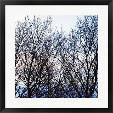 Framed Tree Against Sunset A Print