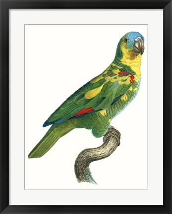 Framed Parrot of the Tropics II Print