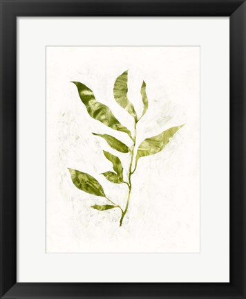 Framed Sapling I Print