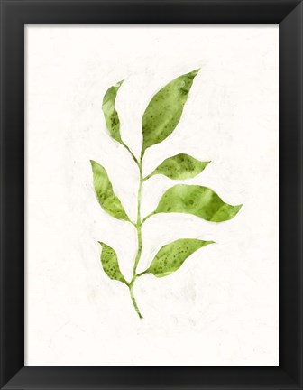 Framed Sapling II Print