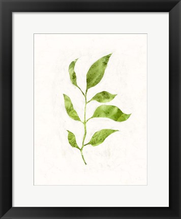 Framed Sapling II Print