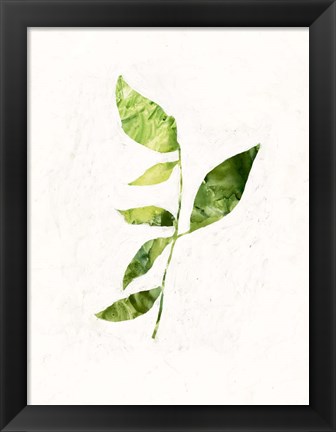 Framed Sapling III Print