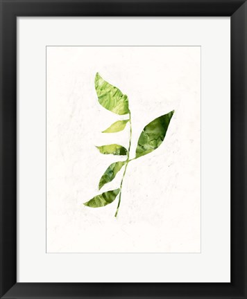 Framed Sapling III Print