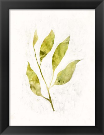 Framed Sapling IV Print