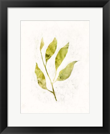 Framed Sapling IV Print