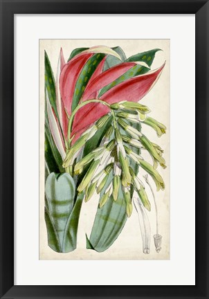 Framed Tropical Gems III Print