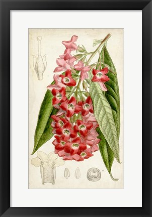 Framed Tropical Gems IV Print