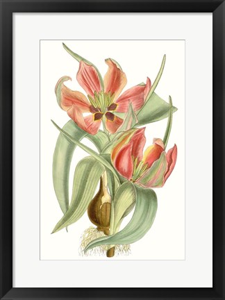 Framed Curtis Tulips I Print