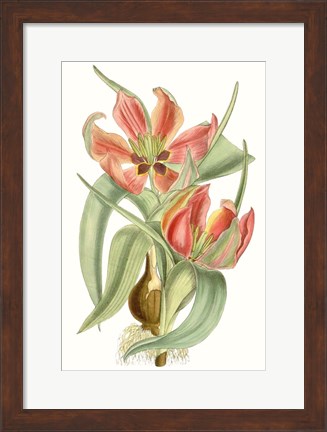 Framed Curtis Tulips I Print