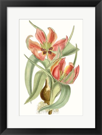 Framed Curtis Tulips I Print