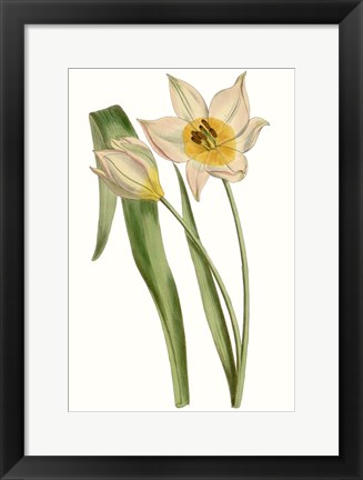 Framed Curtis Tulips III Print