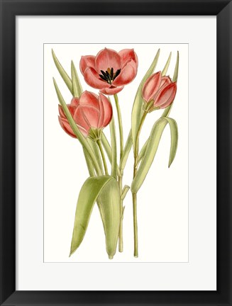 Framed Curtis Tulips VII Print