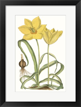 Framed Curtis Tulips VIII Print