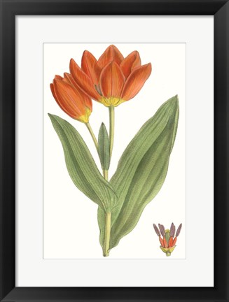 Framed Curtis Tulips IX Print