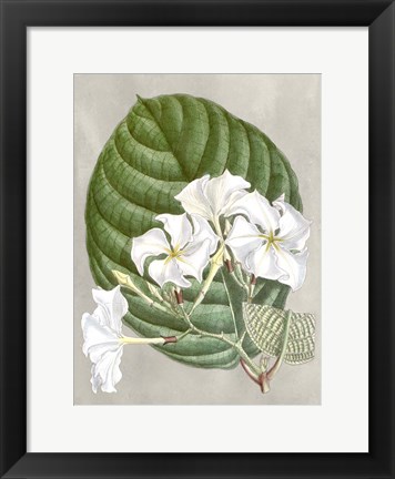 Framed Alabaster Blooms I Print