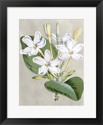 Framed Alabaster Blooms II Print