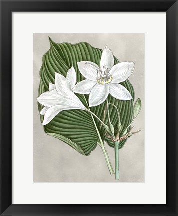 Framed Alabaster Blooms III Print