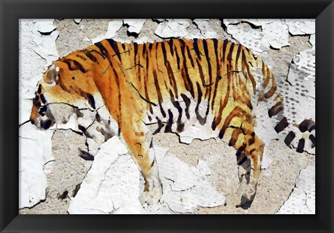 Framed Siberian Tiger V Print