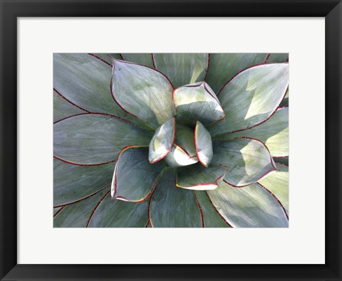 Framed Delicate Succulant Print