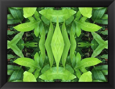 Framed Natural Pattern 46 Print