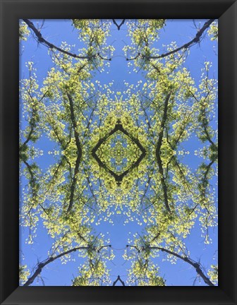 Framed Natural Pattern 74 Print