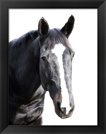 Framed Gray Horse Print