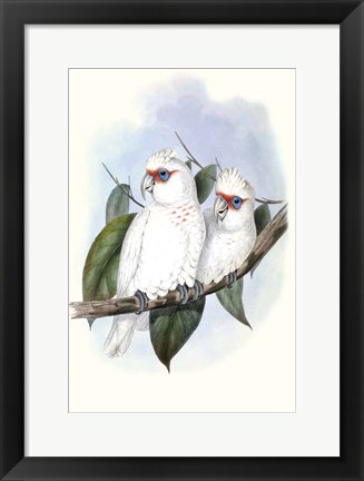 Framed Pastel Parrots IV Print