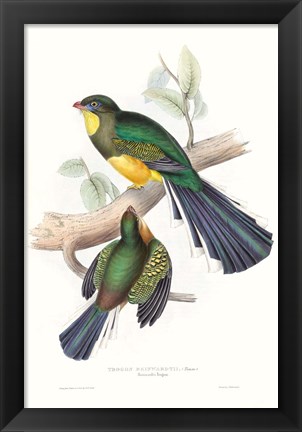 Framed Tropical Trogons I Print