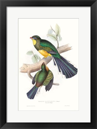 Framed Tropical Trogons I Print