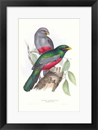 Framed Tropical Trogons III Print