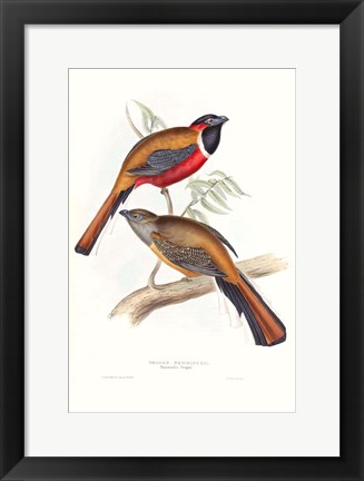 Framed Tropical Trogons IV Print