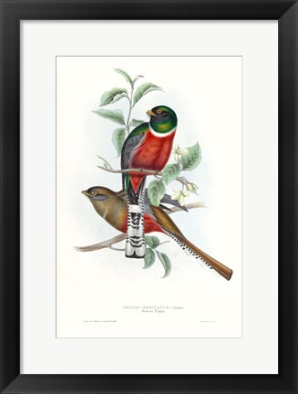 Framed Tropical Trogons V Print