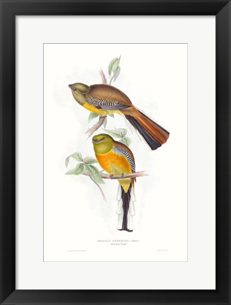 Framed Tropical Trogons VI Print