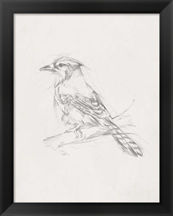 Framed Avian Study  IV Print