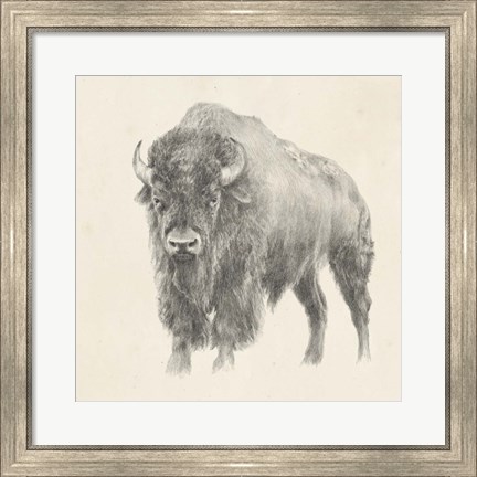 Framed Western Bison Study Print